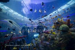 Image du Maroc Professionnelle de  Des hommes grenouilles s’activent au nettoyage du récif de corail de l’Aquadream, un aquarium massif de 1.000.000 L, conçu et construit par International Concept Management (ICM). Les visiteurs ont la possibilité de faire de la plongée sous-marine à l'intérieur de l'aquarium pour cela ils seront  accompagné par un instructeur professionnel, pour d’autre la possibilité de faire un tour à travers le centre pour découvrir environ 40 espèces différentes de poissons.  Située sur le Boulevard de la Corniche Boulevard de L'Océan Ain Diab, à Casablanca, Vendredi 16 Décembre 2011. (Photo / Abdeljalil Bounhar) 